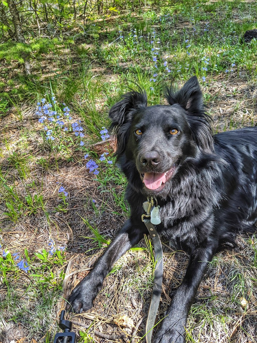 HikingBob's tweet image. "Coal! Coal! Not there! I'm trying to take pictures of THOSE flowers! Sigh. Nevermind." #LifeWithCoal #CoalTheDog  #BestDogEver #MyBuddy #wildflowerphotography  @abrtcolorado @trailsopenspace  #photography