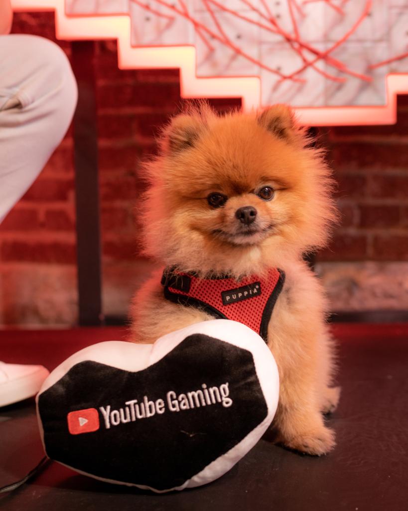 YouTubeGaming's tweet photo. A bunch of amazing creators and one really good boy. ❤️

This #E3 was a blast! See you all next year. https://t.co/25Oipc0GI6