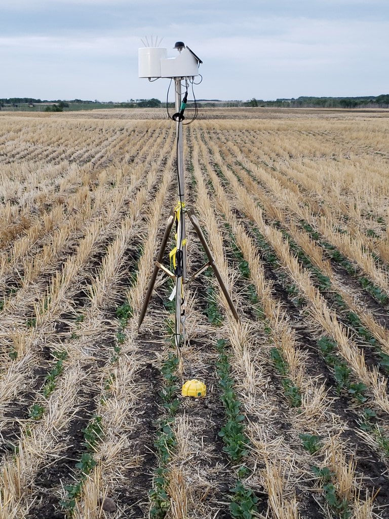 Looking forward to seeing how much more potential comes with some rain this weekend, great emergence going to drive some roots and should be in good shape @CropIntel #agronomy #bootontheground