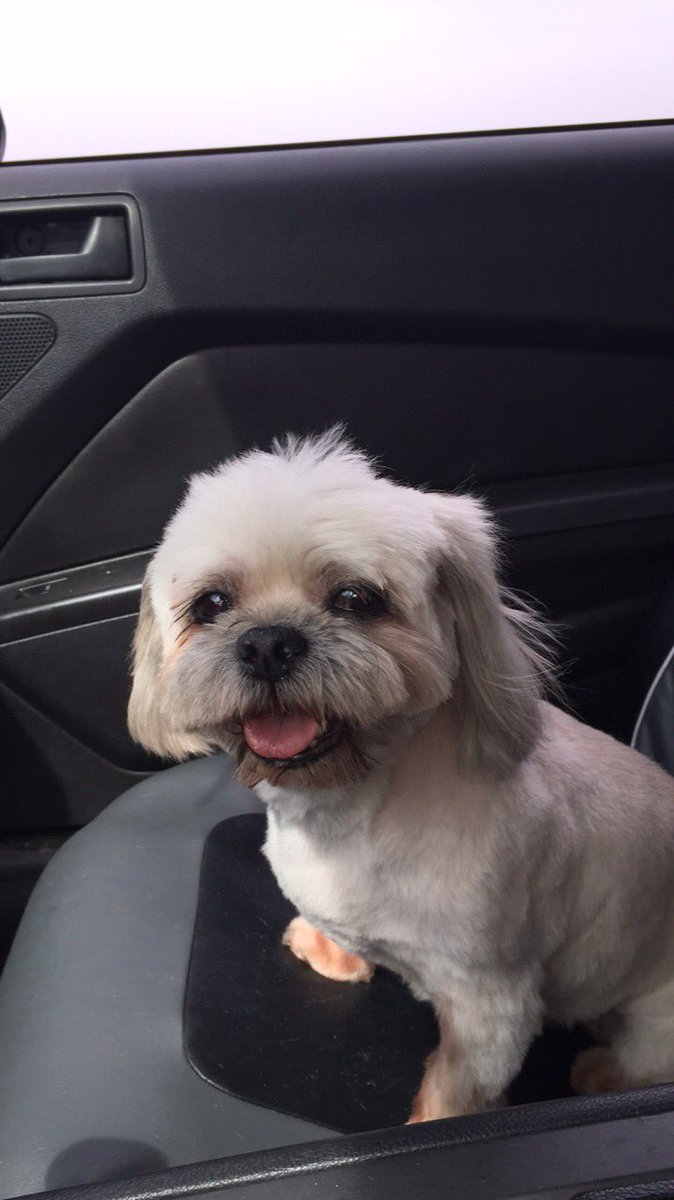 hannakirk01's tweet photo. ❗️❗️ATTENTION TWITTER❗️❗️my sweet dog Rex went missing today 6/13 and my family would appreciate any help we could get! we live in Imperial off of Miller Rd and we don’t think he could have went far! Please please please contact me if you see him or have info! https://t.co/SOYSiUi8FL