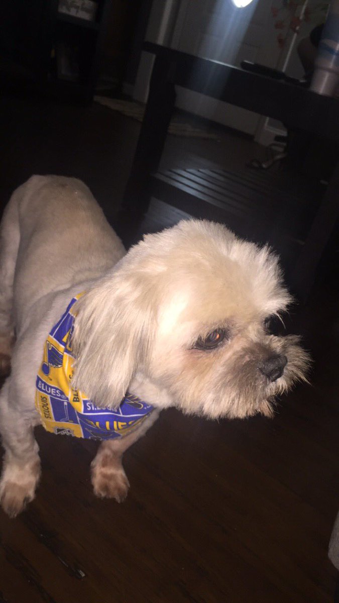 hannakirk01's tweet photo. ❗️❗️ATTENTION TWITTER❗️❗️my sweet dog Rex went missing today 6/13 and my family would appreciate any help we could get! we live in Imperial off of Miller Rd and we don’t think he could have went far! Please please please contact me if you see him or have info! https://t.co/SOYSiUi8FL