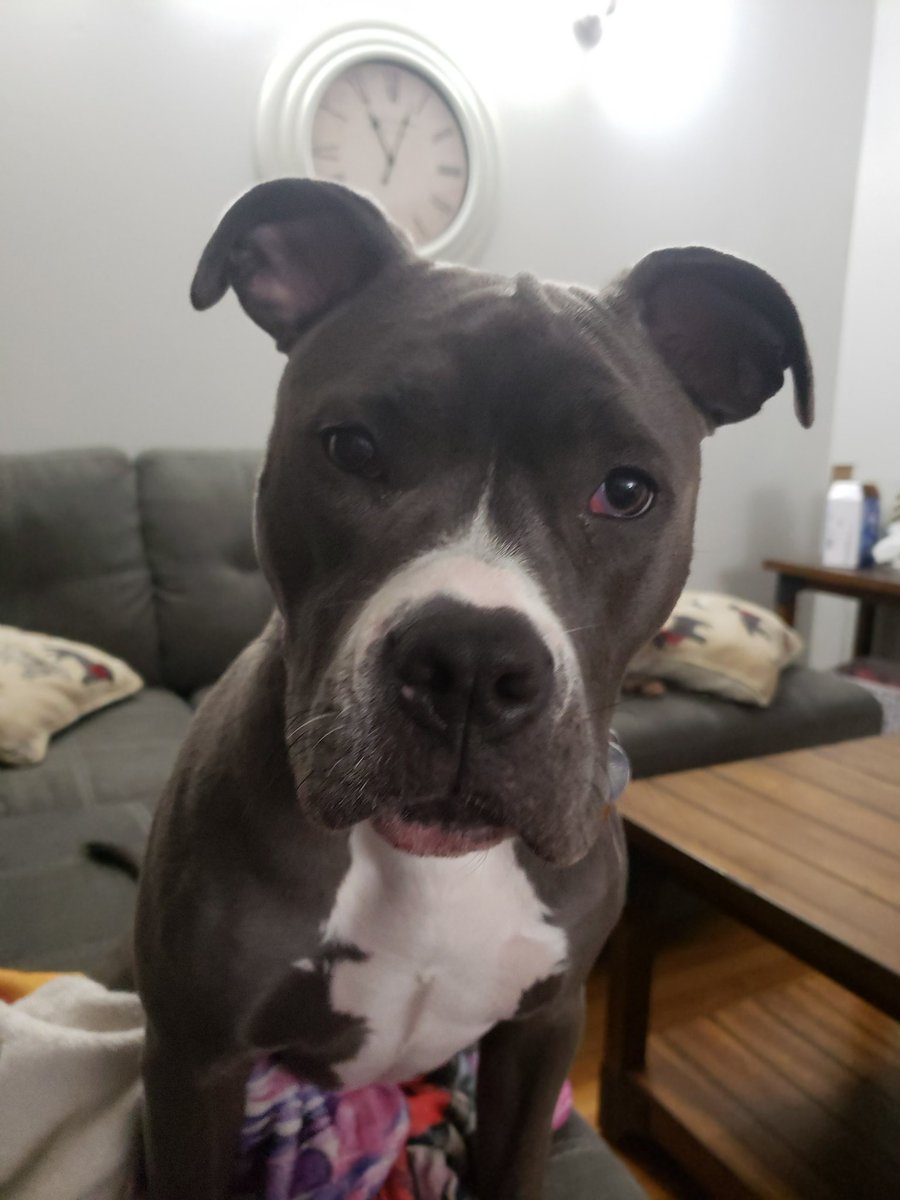 I have loved/still love all the pets in my life but one of the best decisions I have ever made was adopting Kai. She can be a brat and is afraid of her own shadow but she brings me so much joy and love 💕💕💕🐶