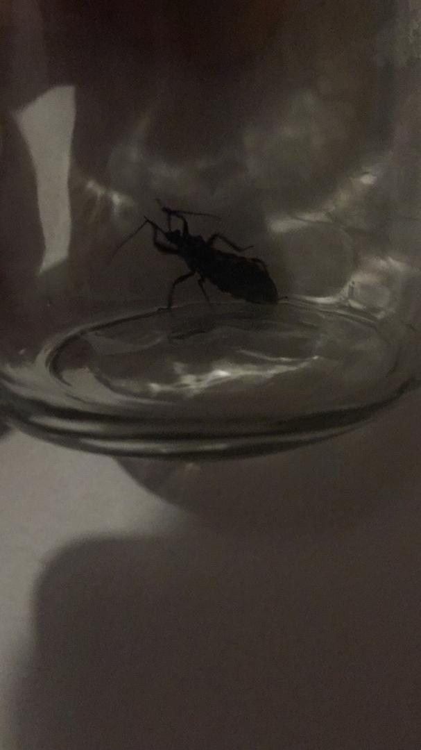 GabbyBaldissera's tweet photo. Otro chipo más encontrado en la Calle Andrómeda del Peñón! pero nada que logramos coordinar para que vengan a fumigar (desde el 20 de mayo) @AlcaldiaBaruta @darwingonzalezp @luisaguilarj @GeorgetteTop @DavidABaruta @sharoperez @OmarVillalbaG 
#Andromeda https://t.co/Axlyf1QkR5