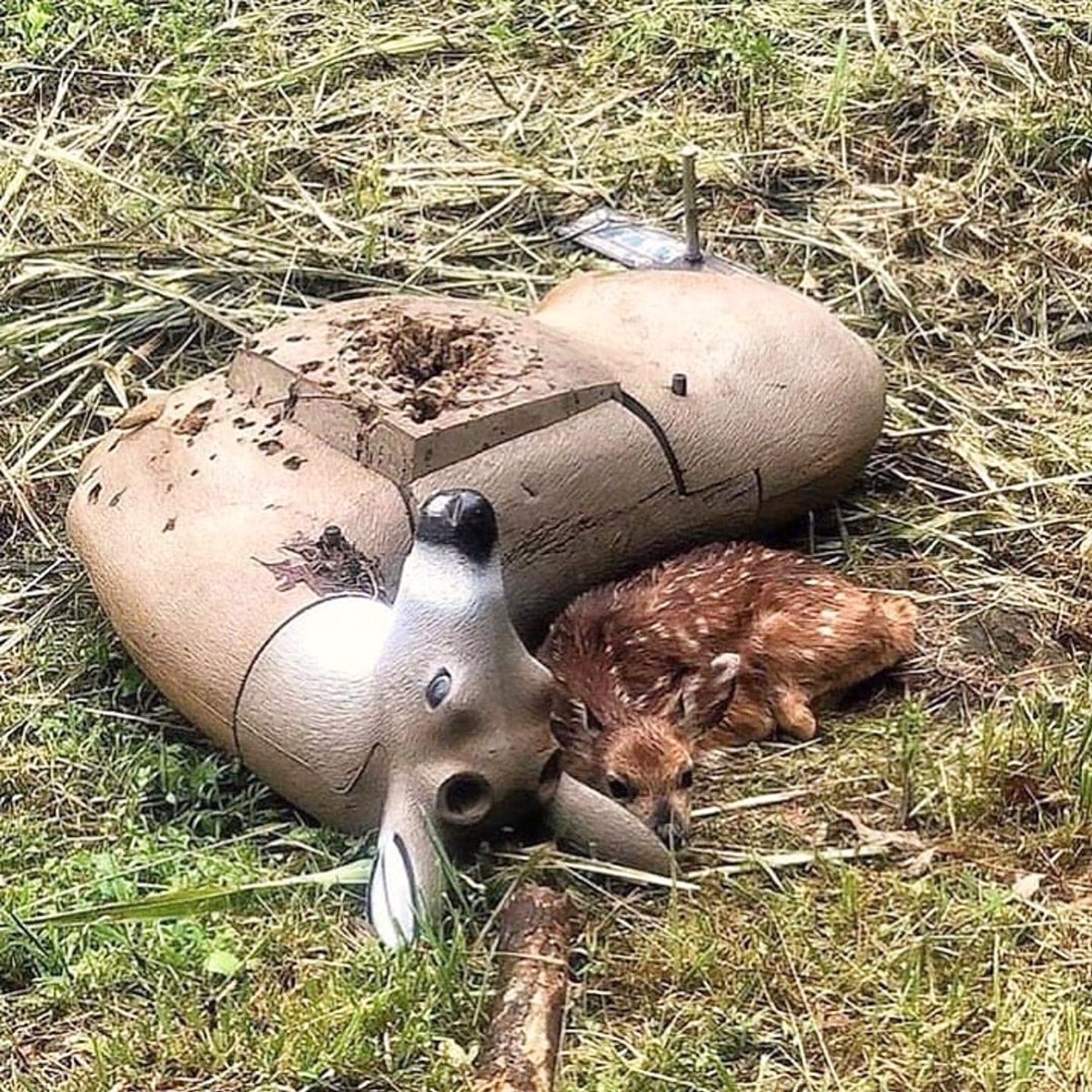 Peace_4_Animals's tweet image. Heartbreaking image of an orphaned #fawn seeking refuge next to a plastic #deer used for target shooting. 💔🦌 

#HuntingIsNotASport 🚫🦌

Via: @jklamlam #meatcomesfromthepainofanimals 

🌍👉@Peace_4_Animals  @WorldAnimalNews
