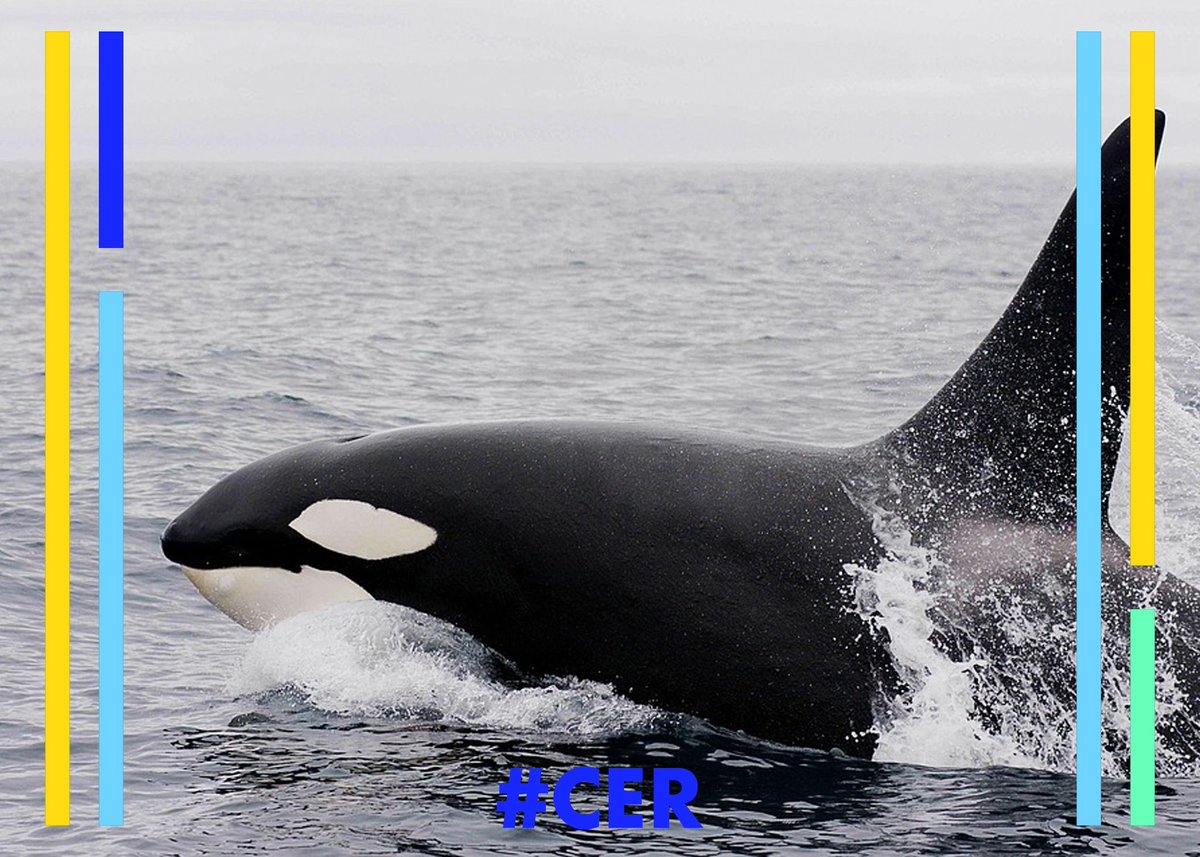 CleanEarthRover's tweet photo. June is orca month learn more about our machine and why we call it the O.R.C.A.
.
.
.
#CER #cleanearthrovers #plastic #pollution #plasticpollution #waste #oceans #4ocean #oceancleanup #cleanseas #sea #water #clean #recycle #straw #bags #earth #cleanwaves https://t.co/AAwFFsBerH