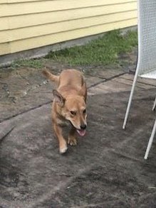 JVPD_Police's tweet photo. Found dog. Please call the Police Department if this is your awesome dog.  713-466-5824 https://t.co/thlIeYZ6SQ