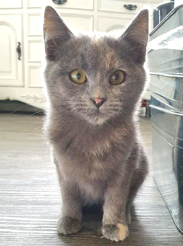 4lyfe_rescue's tweet photo. Pretty Princess can't believe she didn't receive an invitation for A Pooch Affair!

Want to invite Princess to live your castle? https://t.co/rI7jXHQXsG

#Princess4Lyfe #Kittens4Lyfe #CatsRule #kittensofInstagram #CatsofCanberra #AdoptMe #AdoptDontShop #APoochAffair #DogsDayOut https://t.co/tRpAESiAYI