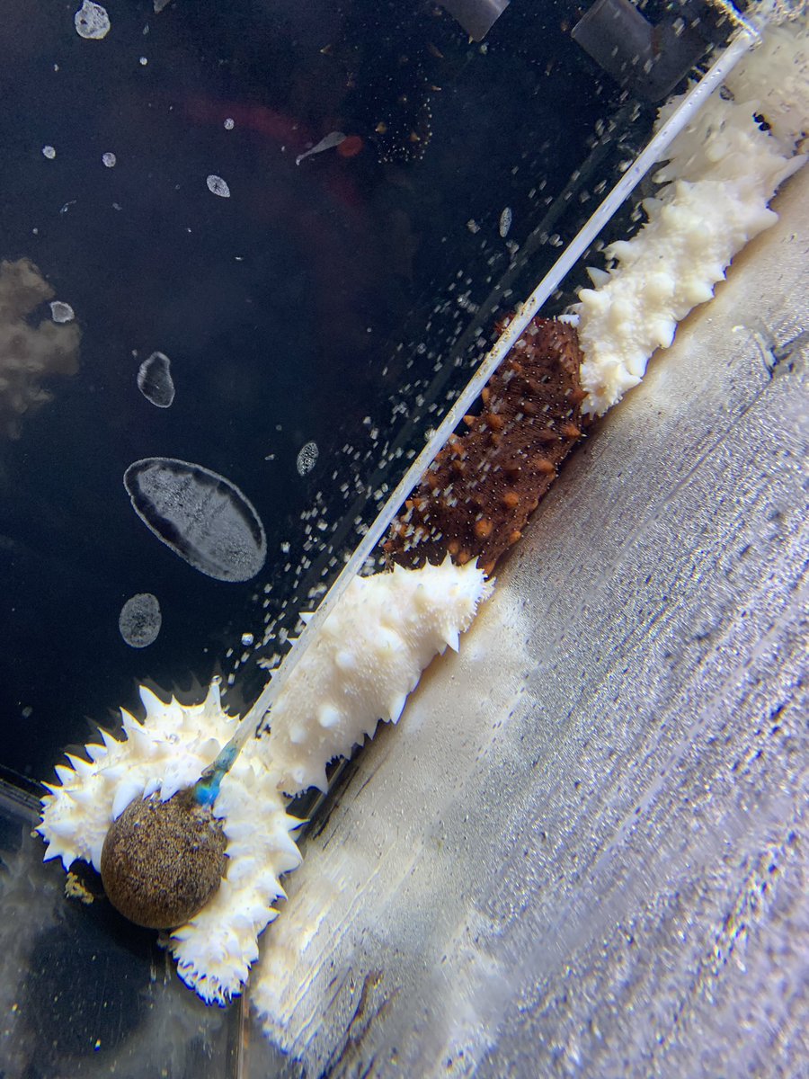 仙台うみの杜水族館公式 Sur Twitter 仙台うみの杜水族館 本日14日はさわやかな晴天ですが 明日からの週末はぐずつきそうな仙台地方 本日の初夏を思わせる陽気に珍客到来 久しぶり登場の 白いホヤ です 同じく真っ白な 白いナマコ と同居展示中 仙台うみの杜水族館公式 Sur Twitter 仙台うみの杜水族館 本日14日はさわやかな晴天ですが 明日からの週末はぐずつきそうな仙台地方 本日の初夏を思わせる陽気に珍客到来 久しぶり登場の 白いホヤ です 同じく真っ白な 白いナマコ と同居展示中
