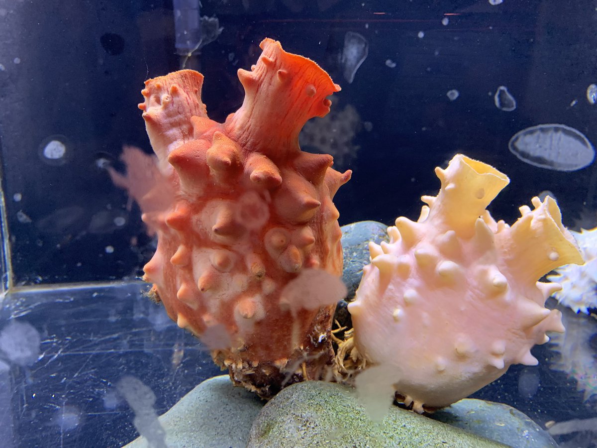 仙台うみの杜水族館公式 Sur Twitter 仙台うみの杜水族館 本日14日はさわやかな晴天ですが 明日からの週末はぐずつきそうな仙台地方 本日の初夏を思わせる陽気に珍客到来 久しぶり登場の 白いホヤ です 同じく真っ白な 白いナマコ と同居展示中 仙台うみの杜水族館公式 Sur Twitter 仙台うみの杜水族館 本日14日はさわやかな晴天ですが 明日からの週末はぐずつきそうな仙台地方 本日の初夏を思わせる陽気に珍客到来 久しぶり登場の 白いホヤ です 同じく真っ白な 白いナマコ と同居展示中