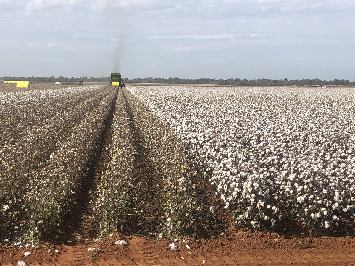 That’s a wrap for me for cotton 2019😆 Late block double cropped after chickpeas. Watered up 10th December.
Not much cotton in at StG this season but very fortunate that there was enough water to get it home.
Far less fortunate at Dirran where essentially no crop was planted.