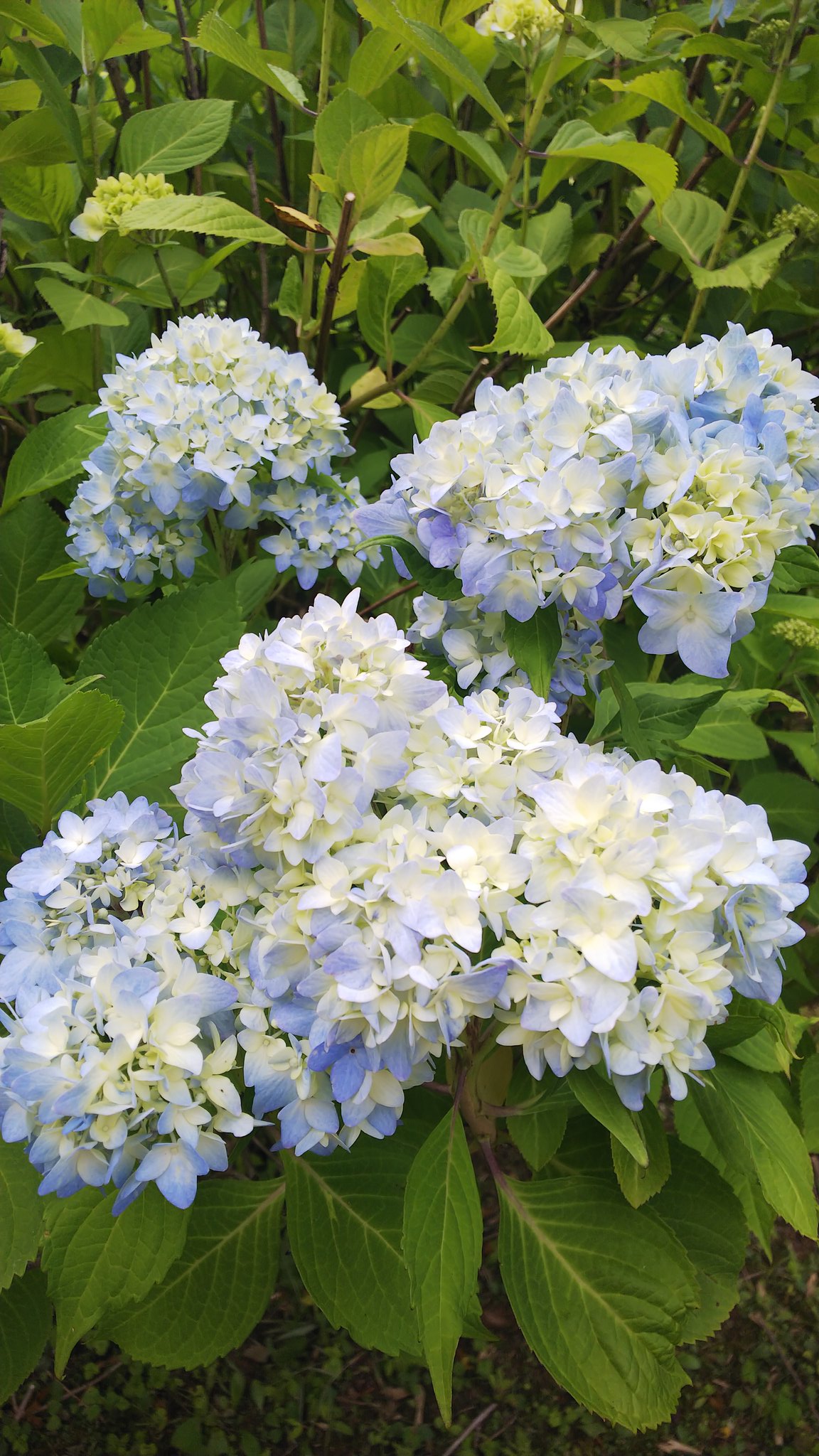 ひふみよ まだ少し紫陽花の満開は早かった 芭蕉の館で1時間くらい俳句考えて とりあえず1句できたので投句箱へ 黒羽城址公園 芭蕉の館 大田原市 T Co Sguy5ao9gs Twitter
