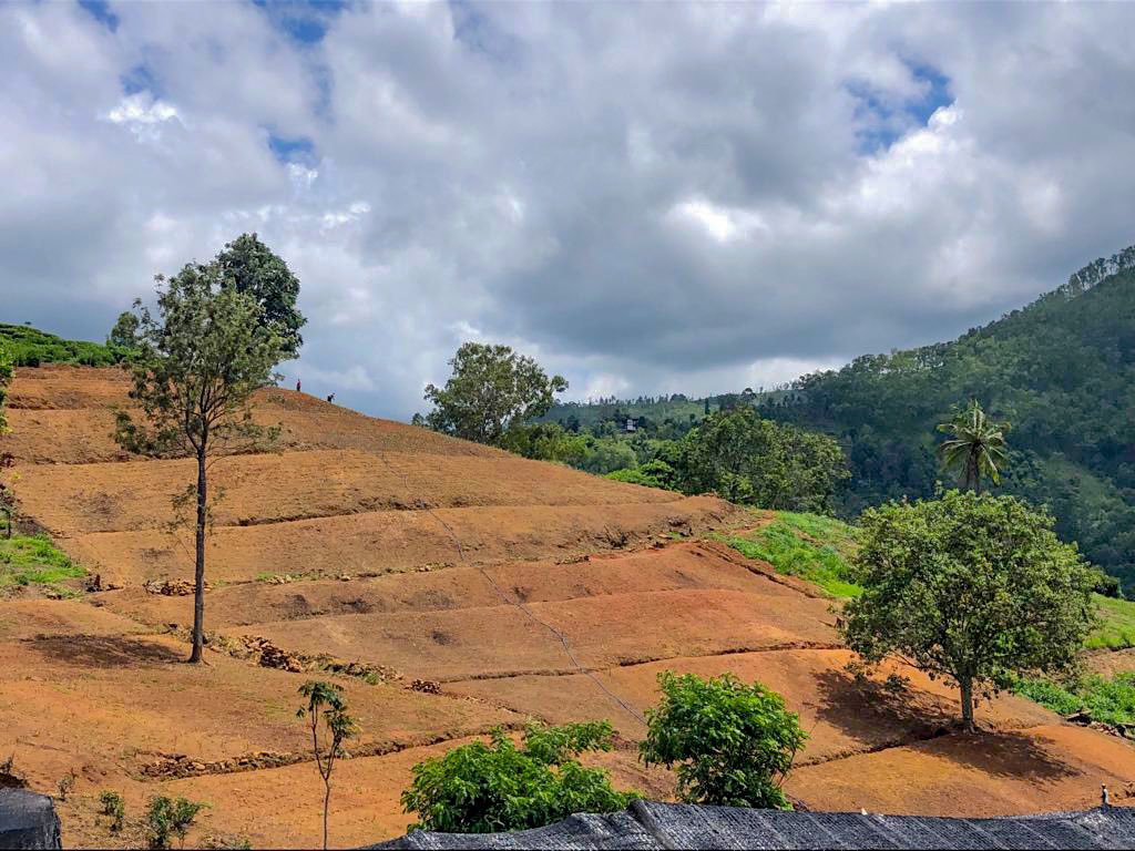 The new patch is all prepped and new tea shoots getting restless in the nursery
.
.
.
.
.
.
.
.
.
#teajourney #halpétea #teastory #teaplantation #plantnursery #newshoots #teaculture #teaaroundtheworld #ceylontea #srilanka #ellasrilanka #newpatch #Tea