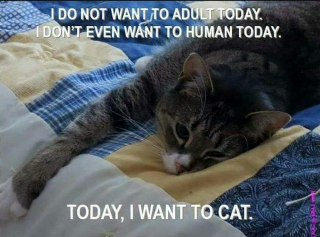TheSoulfulEMU's tweet photo. #MustBeAnIntrovert when you don't even want to human. ๐ป ๐ท @Darth_Pingu #CatLovers #ART #LifeHacks #SUCCESS #FRIDAYfeeling #BIZBoost ๐ https://t.co/AgDDQ3IDEQ