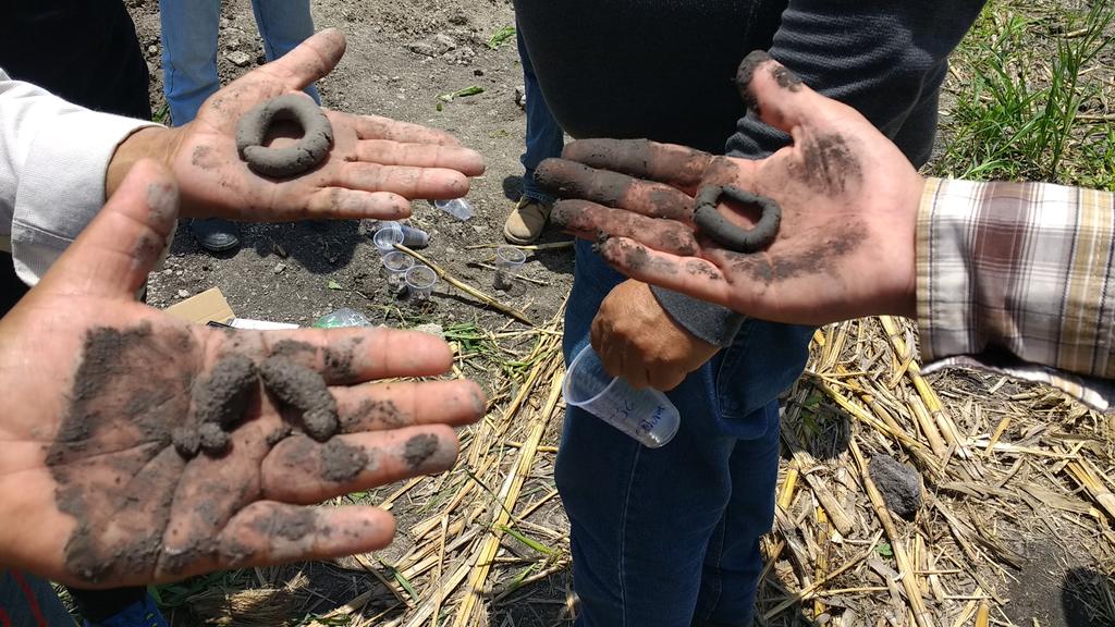 AnaCIMMYT's tweet photo. Calicata  para análisis de perfil de suelo, textura, materia orgánica y ph,  iniciando Agricultura de Conservación, en parcelas del CBTA 129 con docentes y técnicos de Axochiapan, Mor. #CIMMYT #MasAgro #AlianzasSustentables   #CIMMYTporMexico #HubPCTO @vmva1950 @SedagroMorelos https://t.co/tQvsZTXvLy