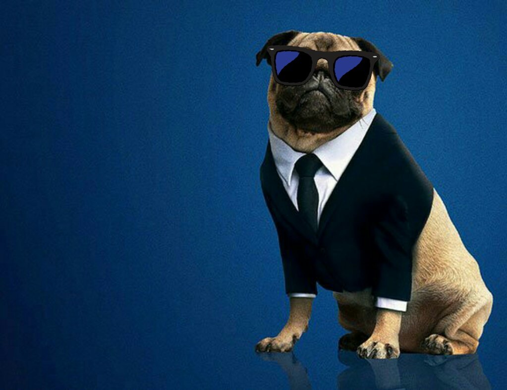 Lola The Pug on X: Men In Black: Los Angeles Agent L.   / X