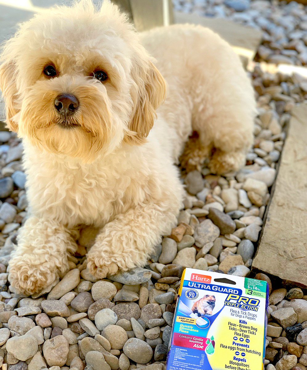 DwanPerrin's tweet photo. How do you protect your dogs in the summer? #ad https://t.co/nbJEpWgn2Q Thx to @hartzpets we keep away fleas, ticks & mosquitos so we can enjoy 🌞 #UltraGuard https://t.co/UTsmi1CcpF
