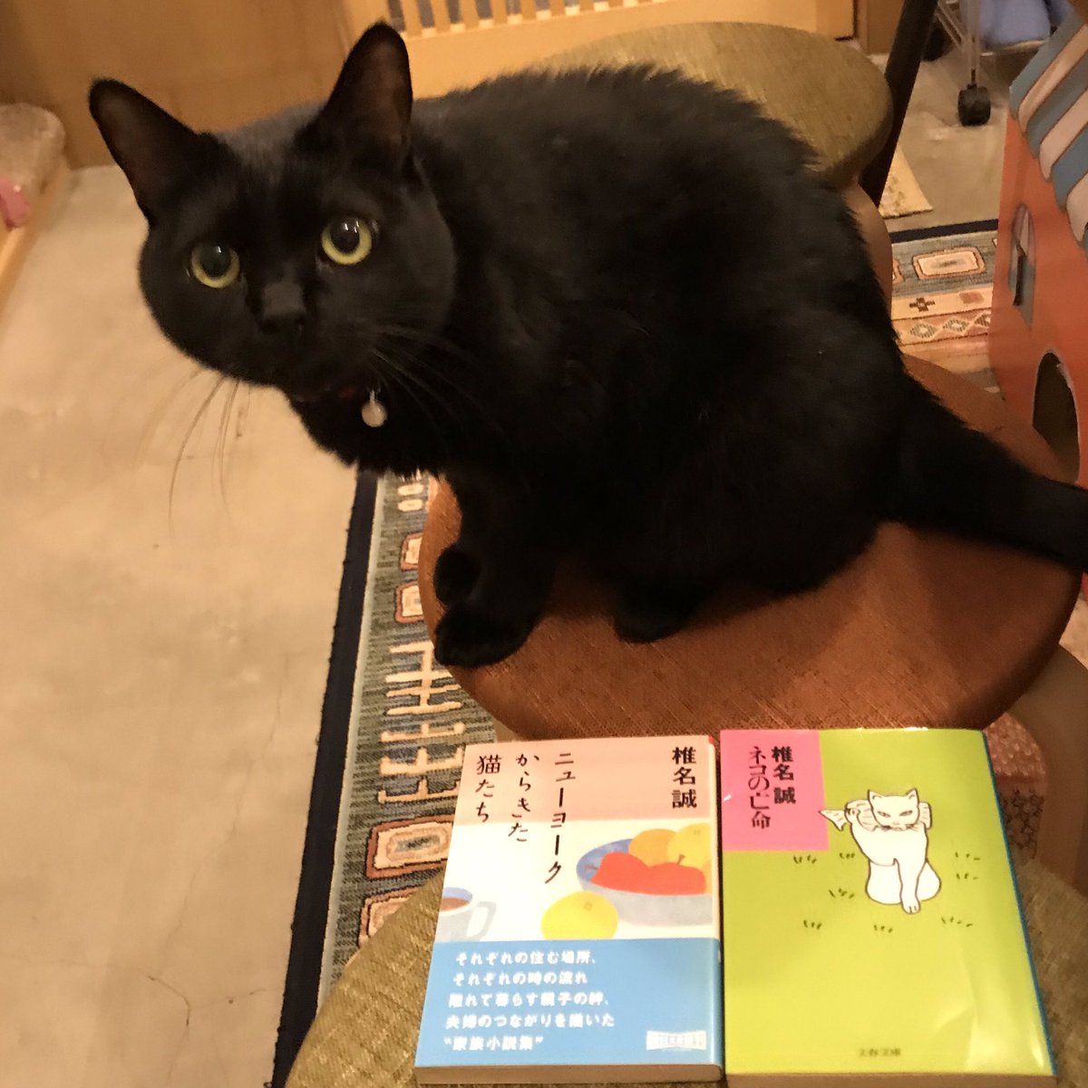 キャッツミャウブックス 6月14日は椎名誠さんの誕生日です しかも三軒茶屋のお生まれだそう 明日の天気予報がちょっとアレなので 宜しければ本日のご来店をお待ちしております いつも通り2時から10時頃までの営業です