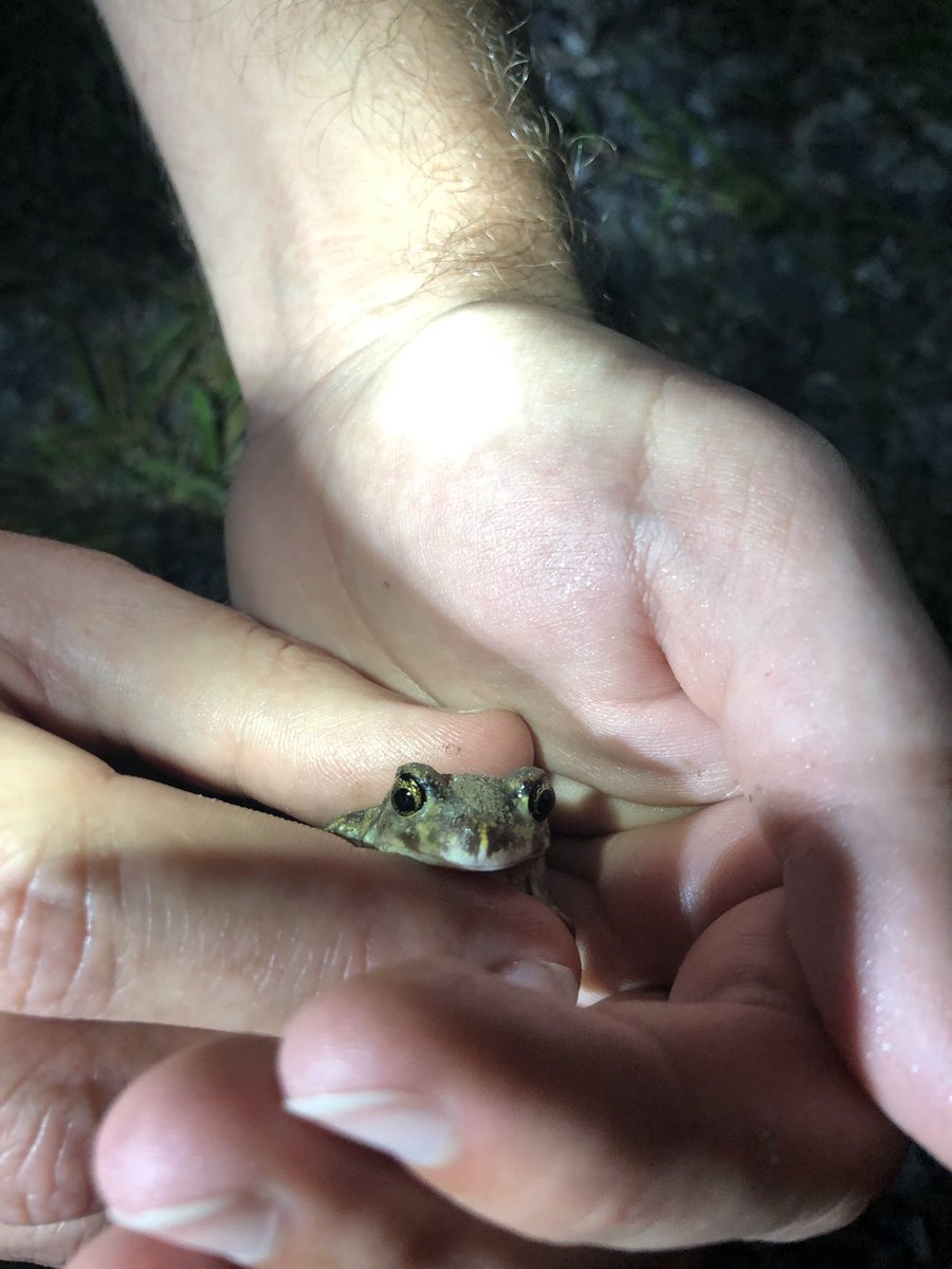 Last night frog and stuff finding #GAteachers their enthusiasm is contagious. #our2swamp #GeorgiaSouthernCOE #frogs