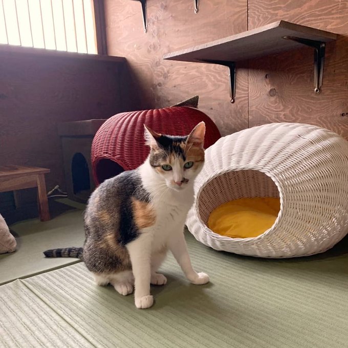 22年版 岐阜でおすすめの猫カフェ11選 猫に会えるカフェ 猫カフェナビ