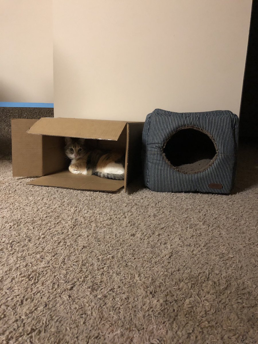 MerSadieBenz's tweet photo. I always worry that my future kids will be stubborn..... anyway, here’s a picture of when I got my cat a new bed 🙃 https://t.co/YnueOHBeJY