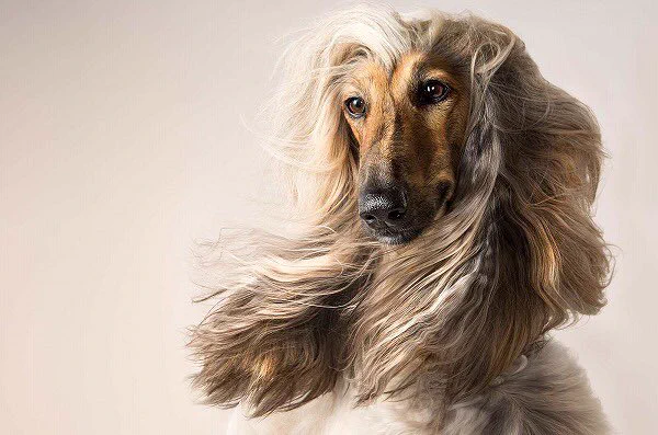 この犬種はどう見てもなぜかローランドにしか見えないww