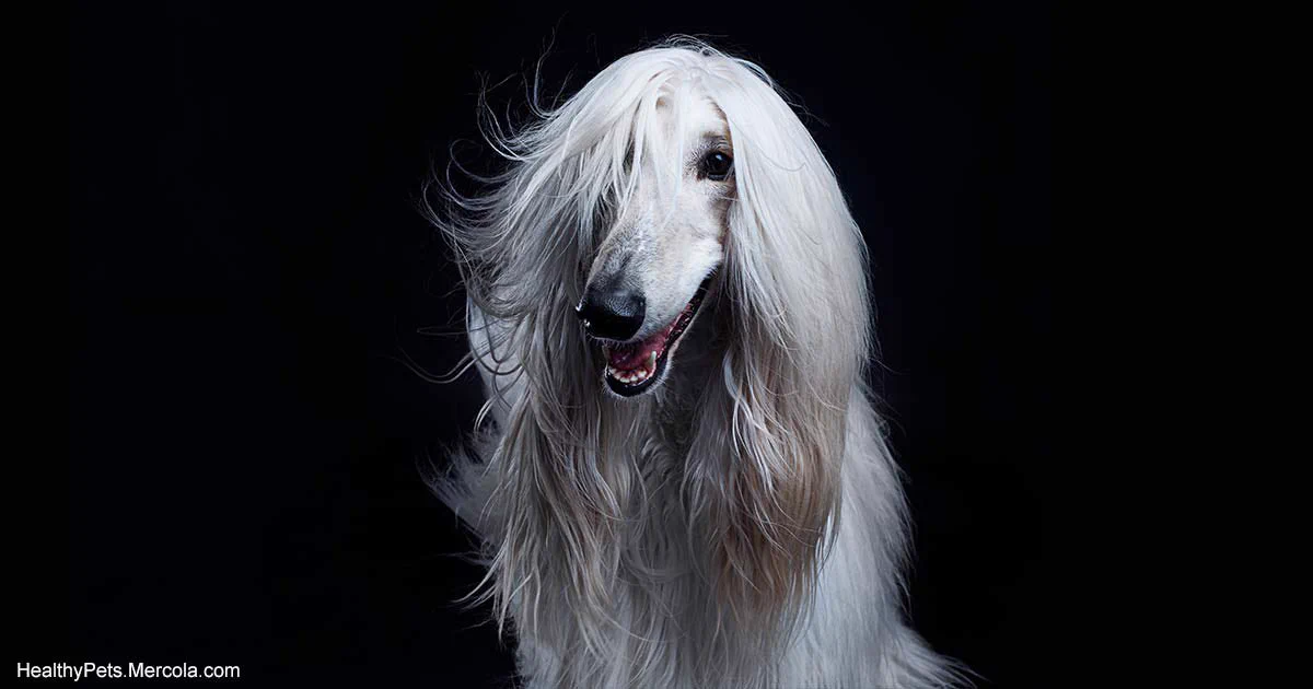 この犬種はどう見てもなぜかローランドにしか見えないww