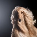 この犬種はどう見てもなぜかローランドにしか見えないw