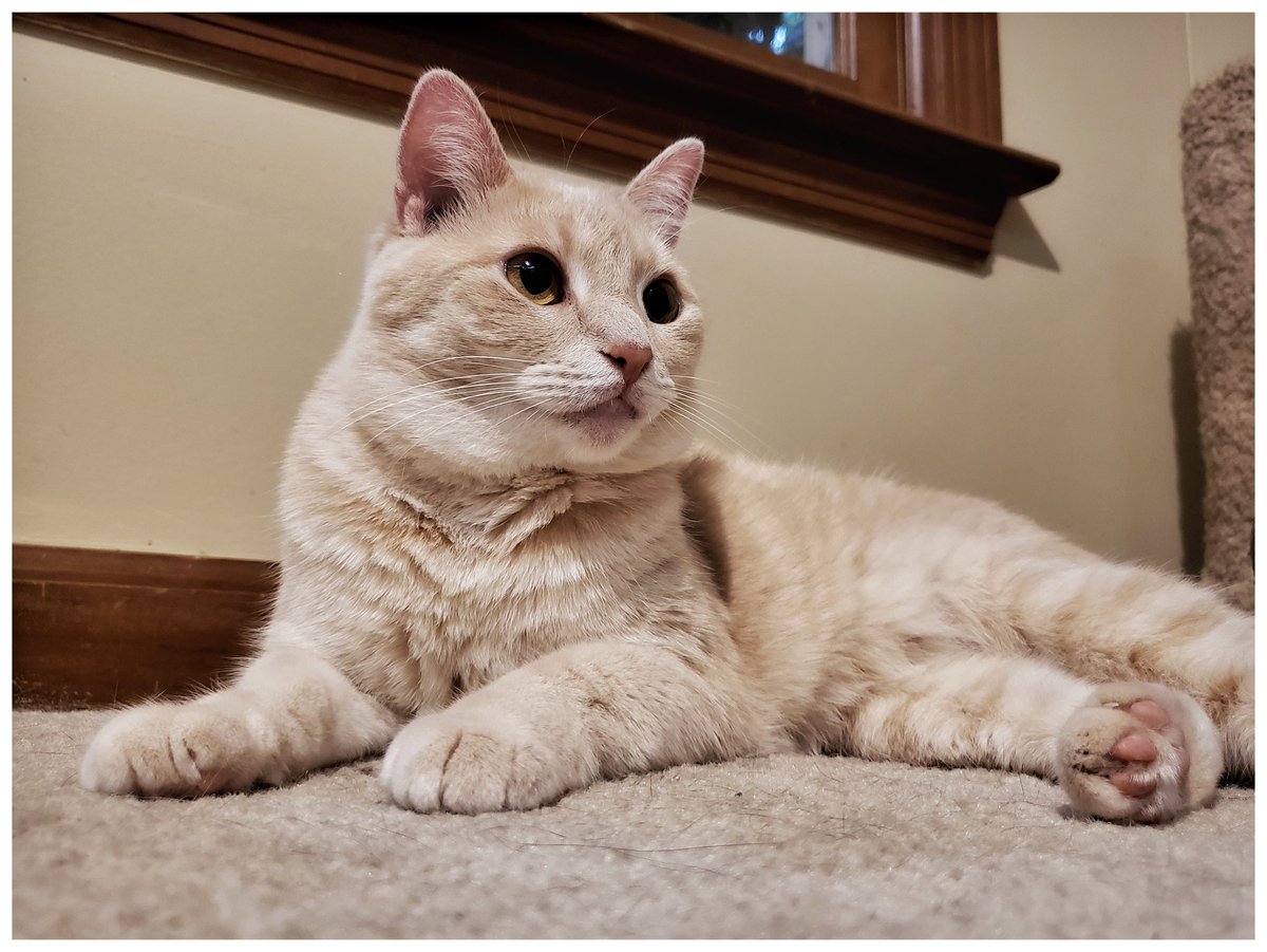WyattMarlo's tweet photo. Yes, I'm supervising today. Humphrey needs to be supervised. I'm qualified. --Buffy.
#SupervisorCat #CatsJobs #cat #CatsOfTwitter https://t.co/U9wpwt8uO9