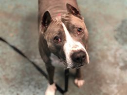 gaviota330's tweet photo. ROXY
ID 64736
#NYC ACC 2 KILL 6/8
NEEDS RESCUE
WAS W/OWN SINCE 3 WKS OLD
LOVED FAMILY KIDS
SWEET GIRL
AFFECTIONATE
HOUSETRAINED
LIKES DOGS
TERRORIZED IN KILLING PLACE
RESCUES NEED FOSTER/ADOPTER
FOSTERING FREE/TEMPORARY
GUIDANCE:
https://t.co/pV3hfPeFHX
MustlovedogsNYC@gmail.com https://t.co/vG3qpe30Xv