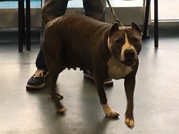 gaviota330's tweet photo. ROXY
ID 64736
#NYC ACC 2 KILL 6/8
NEEDS RESCUE
WAS W/OWN SINCE 3 WKS OLD
LOVED FAMILY KIDS
SWEET GIRL
AFFECTIONATE
HOUSETRAINED
LIKES DOGS
TERRORIZED IN KILLING PLACE
RESCUES NEED FOSTER/ADOPTER
FOSTERING FREE/TEMPORARY
GUIDANCE:
https://t.co/pV3hfPeFHX
MustlovedogsNYC@gmail.com https://t.co/vG3qpe30Xv