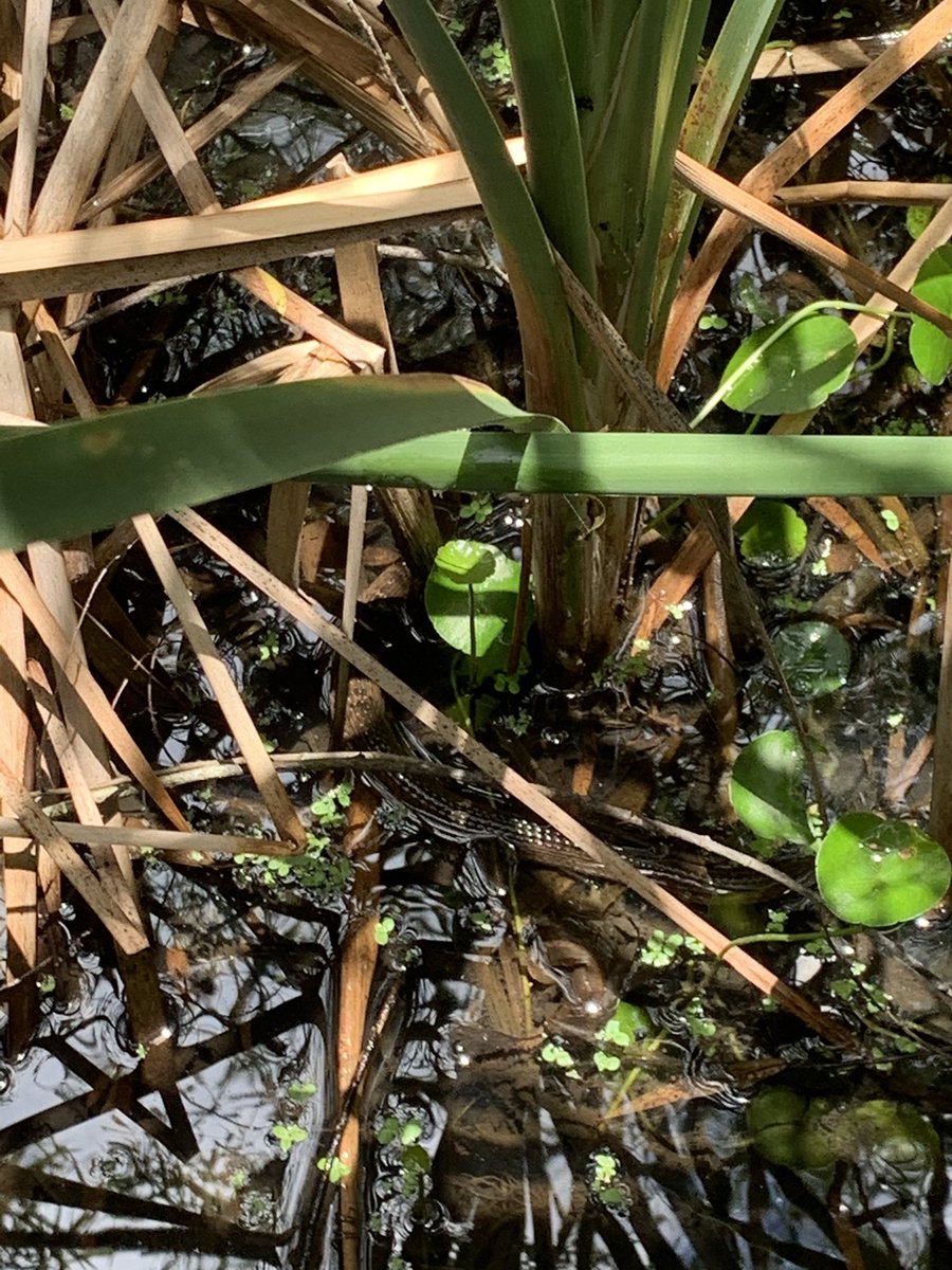 mrsdyerteaches's tweet photo. #doyouseethem ? #camouflage #envsci #observation #fieldstudy #loveit #environmentalgames @AISD_Science @sanmarcoscity #fieldtrip @GEARUPAustinISD https://t.co/DEyyINA0BS