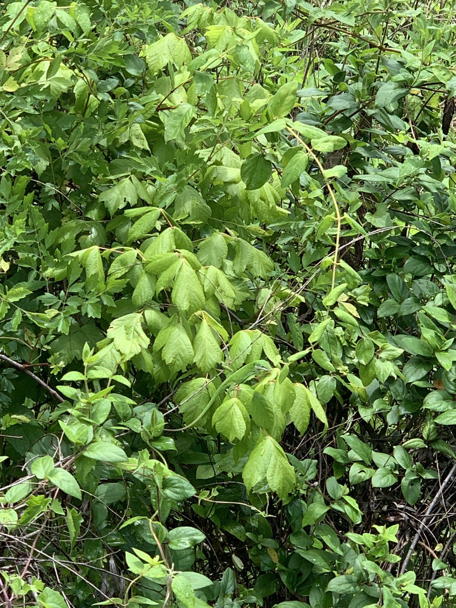 mrsdyerteaches's tweet photo. #doyouseethem ? #camouflage #envsci #observation #fieldstudy #loveit #environmentalgames @AISD_Science @sanmarcoscity #fieldtrip @GEARUPAustinISD https://t.co/DEyyINA0BS