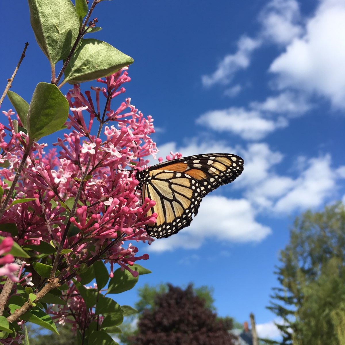 First of the season #monarchbutteefly #polinatorparadise #savethemonarchs
