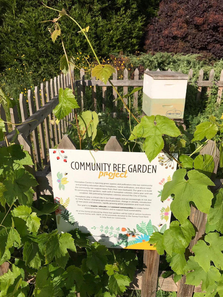 mdhanda01's tweet photo. Had a great time bonding with the team and volunteering at our local Ocean Park Community Orchard #WorldEnviromentDay @sunransek https://t.co/NOJ5zGSKVR