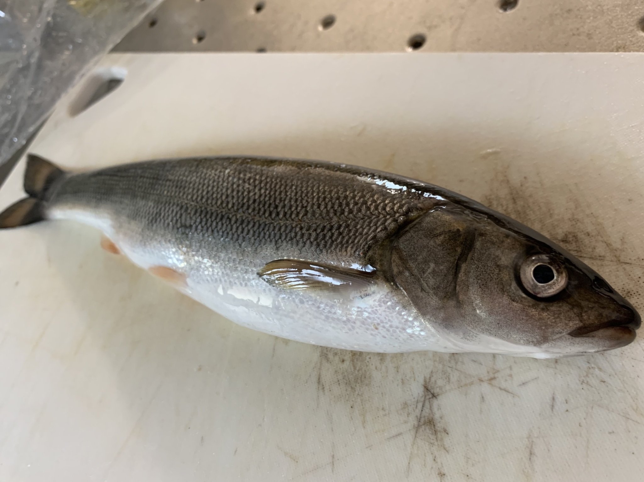 長谷川耕司 琵琶湖のウグイを食べてみた 三枚おろし 塩胡椒に小麦粉 油をひいて弱火で両面きつね色に焼いてバターを落とすだけ しっかりとした味のある白身 小骨は全く気にならなく普通に美味しい いや普通以上に美味しい 琵琶湖 ウグイ 琵琶湖