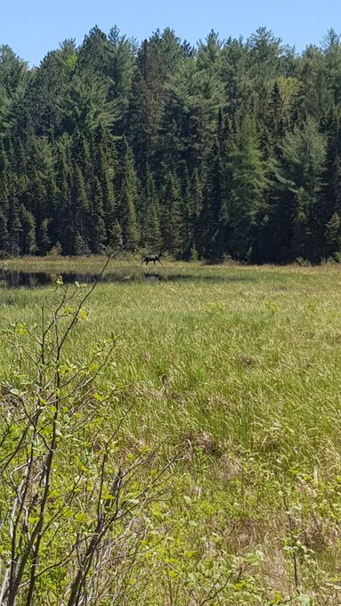 It's a fucking moose!!! Canada is awesome ? https://t.co/lu1wv9KGL0