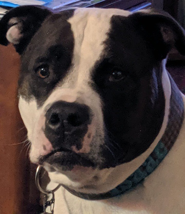 MLIStewart's tweet image. #Isaac #MyDogs #OneOfFive #ILoveDogs