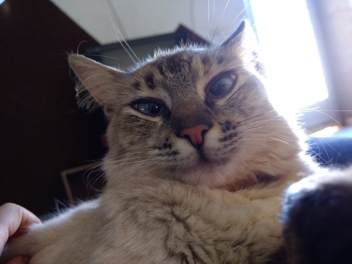 miialvs's tweet photo. Só pra alegrar a sua noite ou seu dia, com essa carinha fofa!!! https://t.co/nofJM0xDa7