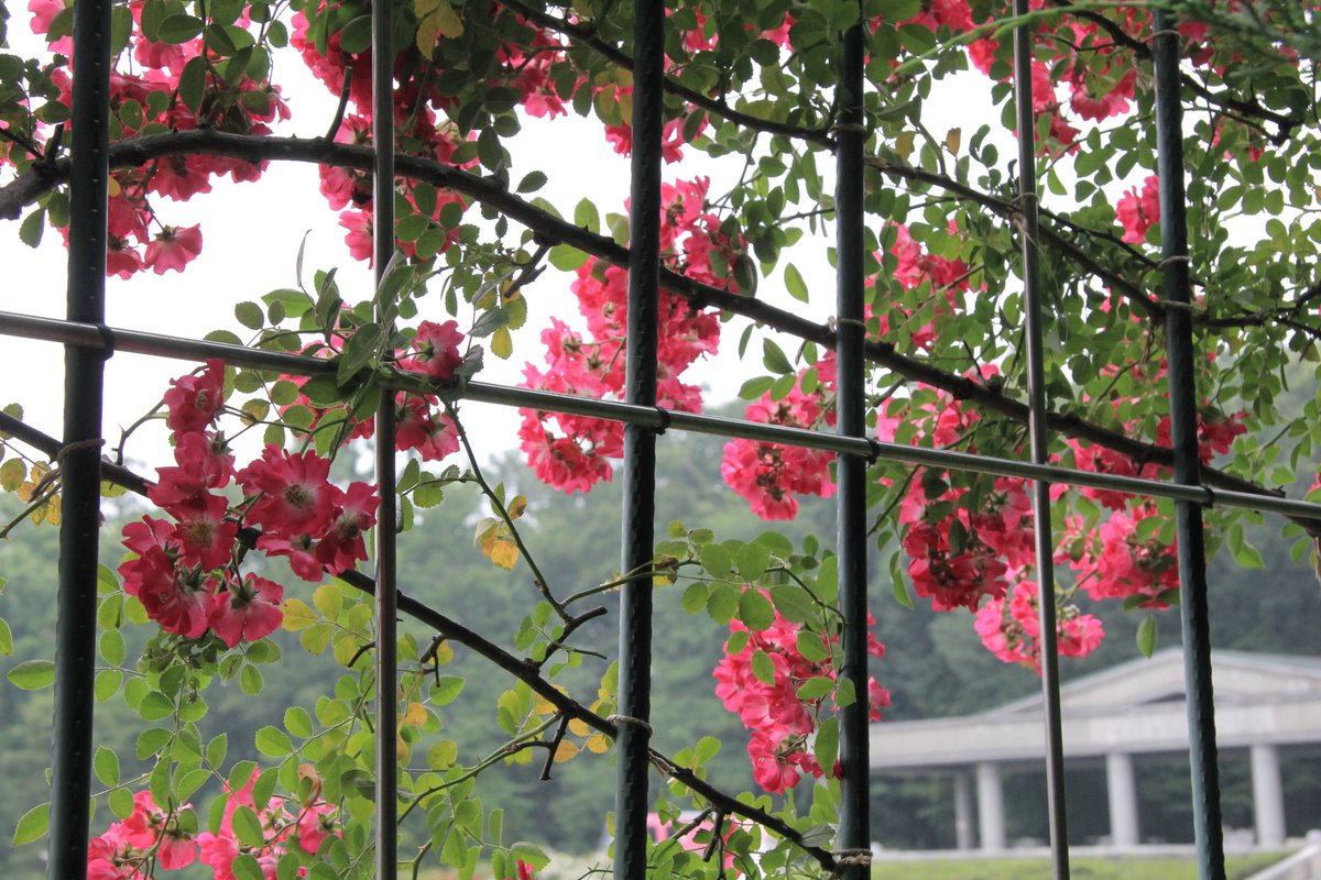 Twitter पर 神代植物公園 ニュース スタッフより 広報係 ばら園の壁面のつるバラ は 花を刈り取った品種が多くなりましたが トラディション 95 と ヒアワサ は まだ美しく咲いています 本日は午後雨が予想ですので お早めにご来園下さい バラ つる