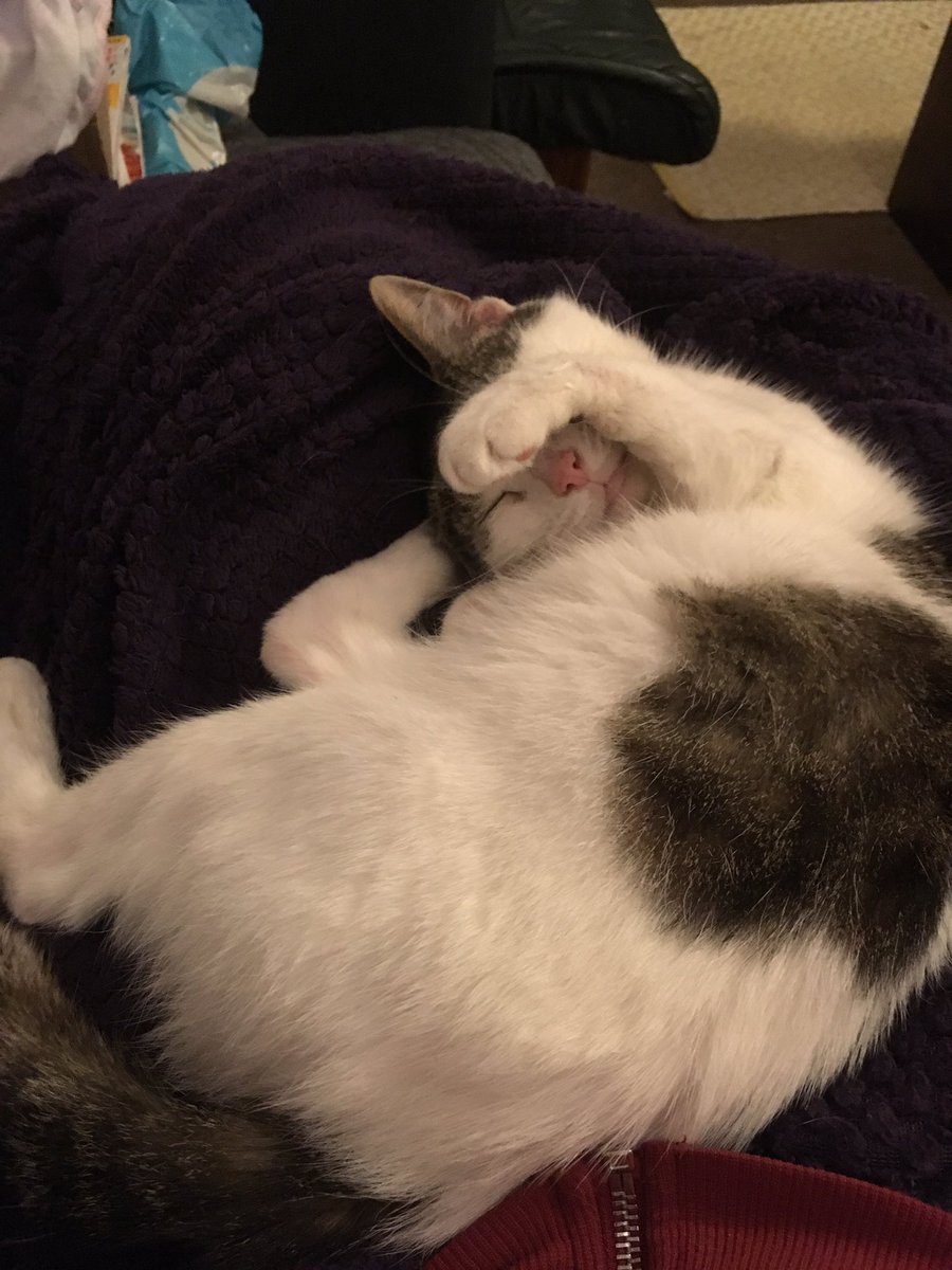 AbiSale1's tweet photo. Comfy?? #CasperCat #Kitty #LookingAfterMe #hEDS #Arthritis https://t.co/VAhr6owfUl