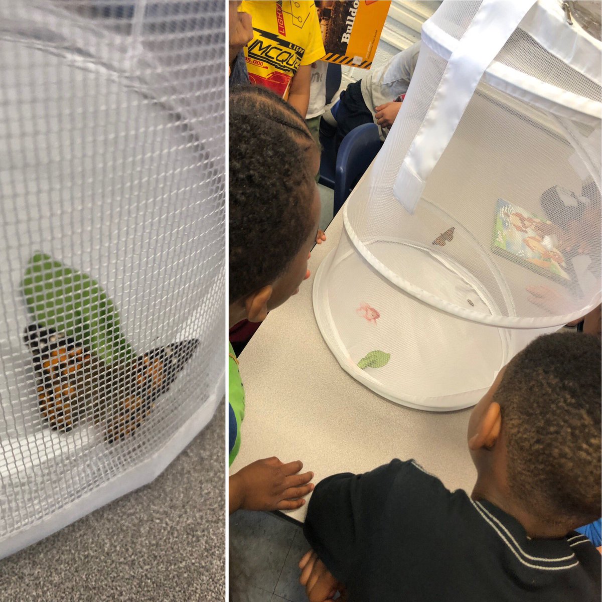 KinderNg10's tweet photo. We had a very exciting morning. Ss were in awe of this miraculous transformation! #nature #kinderlife @TWPublicSchool @MauroPaluzzi @schan_tdsb https://t.co/1jTjWKMo4Y