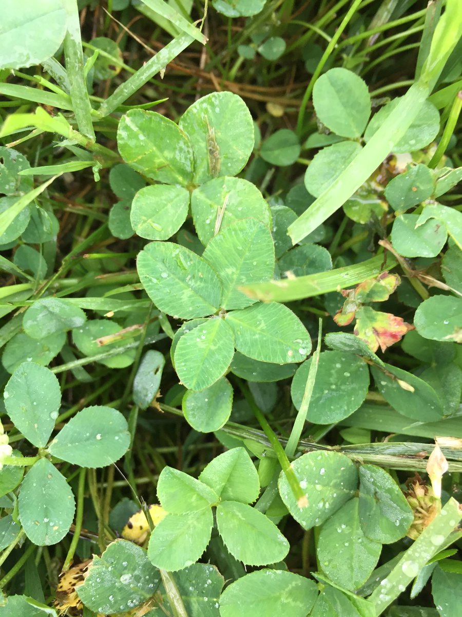 Charlie Phillips tweet media