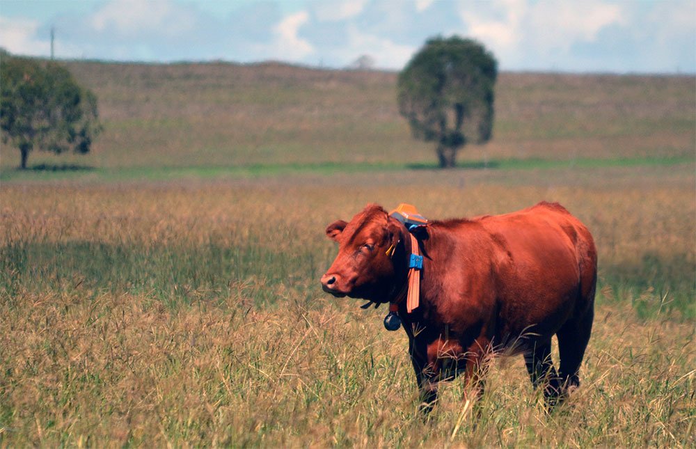 agersens_aus's tweet photo. Agritech Pioneer Agersens Successfully raises $14.75 million and appoints Jason Chaffey as new CEO https://t.co/OUuGPa5RMZ . #eShepherd #virtualfencing #gallaghergroup https://t.co/8mXfXvyWpH
