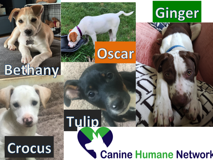 CHNpups's tweet photo. Looking for a puppy? We still have puppies looking for their forever homes!! Please help them find their homes! #puppy #puppypalozza #AdoptDontShop Please retweet.... https://t.co/12vYhrz3PZ https://t.co/r6jm98Hy7D