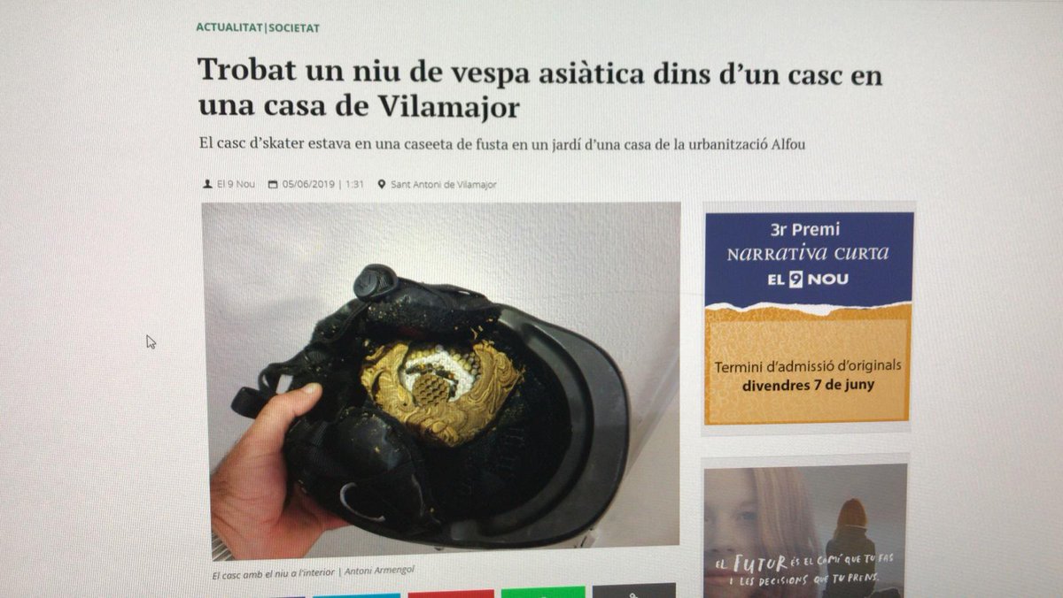 La Velutina pot fer el niu a qualsevol lloc. Cal anar amb compte.