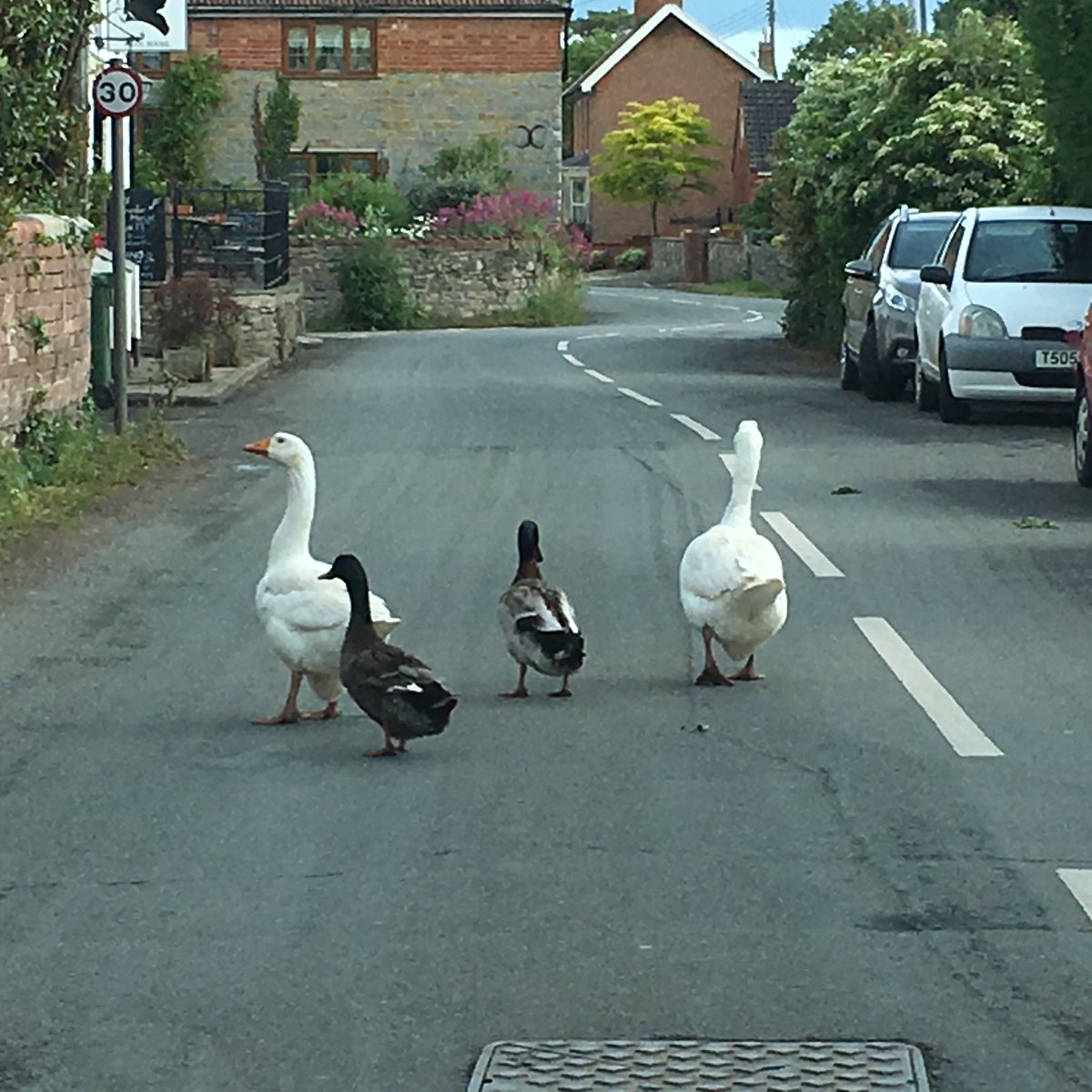 JetsetPHire's tweet photo. In our business we are used to obstacles - sometimes roadworks or diversions, but closer to home this is our major delay ... we couldnβt love them more though! #viewfromtheofficewindow #somersethour #somerset #langport #whereitsto #middlezoy #othery #burrowbridge #aller https://t.co/v5zH5VPch9