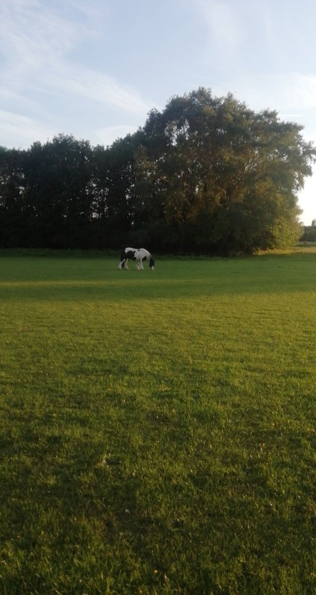 Horse @ West Common Lincoln