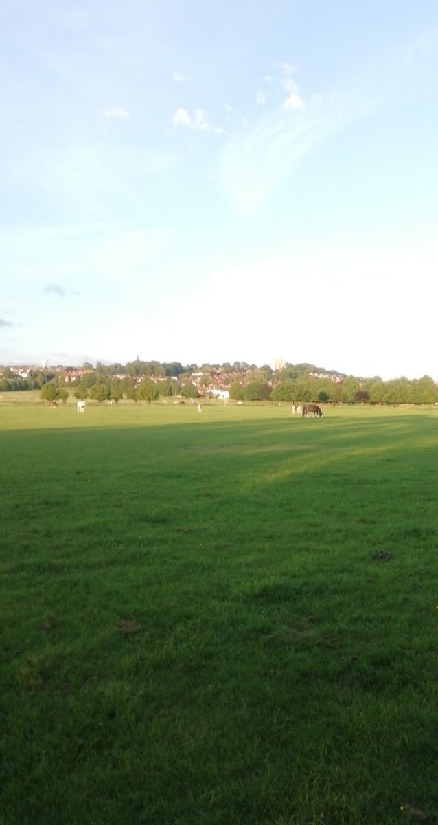 Group of Horses @ West Common Lincoln