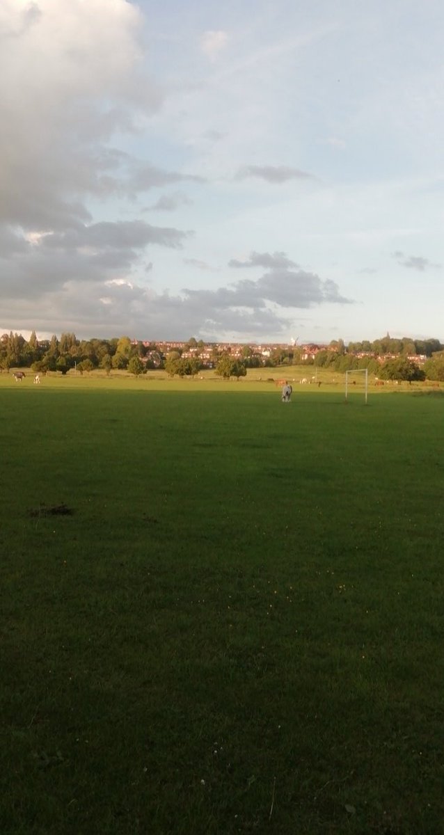 More horsies west Common lincoln