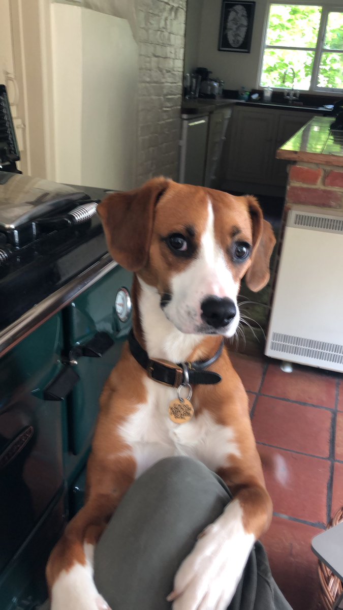tobynexcell's tweet photo. @EatingBeagles @Andreja Come and have dinner @saelprojects and you will meet this beagle! (Don’t eat him) https://t.co/FUoDfwTS3m